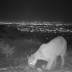 Mountain Lion Above Santa Monica Bay