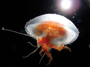 A jellyfish of the species Diplulmaris antarctica