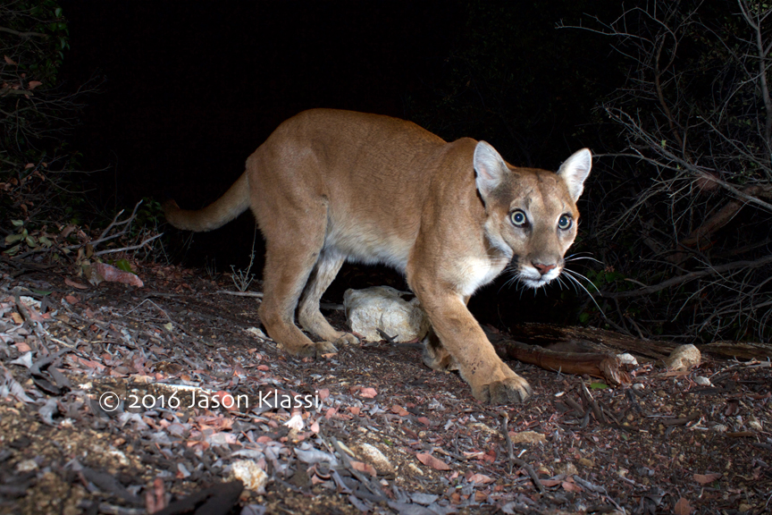 Comet the Cougar Appears in the Night | SpaceTraveler