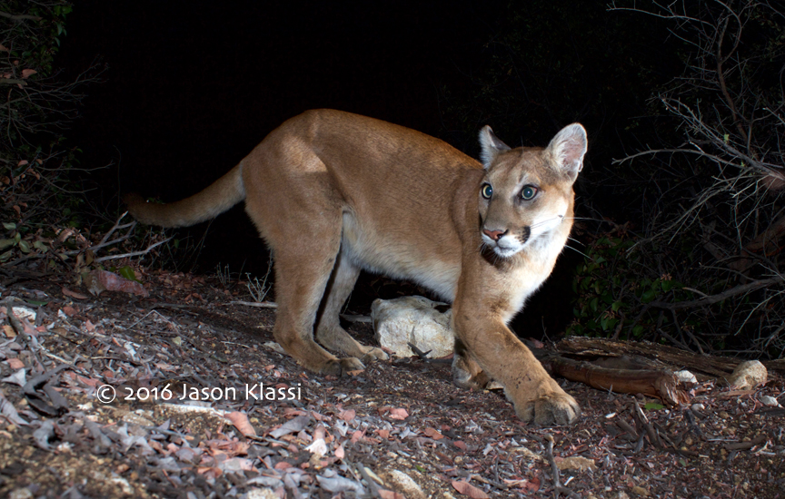 Comet the Cougar Appears in the Night